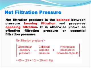 Net Filtration Pressure
Net filtration pressure is the balance between
pressure favoring filtration and pressures
opposing filtration. It is otherwise known as
effective filtration pressure or essential
filtration pressure.
 