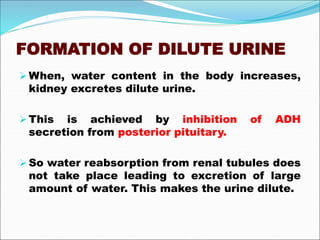 FORMATION OF DILUTE URINE
When, water content in the body increases,
kidney excretes dilute urine.
This is achieved by inhibition of ADH
secretion from posterior pituitary.
So water reabsorption from renal tubules does
not take place leading to excretion of large
amount of water. This makes the urine dilute.
 