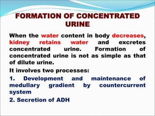 FORMATION OF CONCENTRATED
URINE
When the water content in body decreases,
kidney retains water and excretes
concentrated urine. Formation of
concentrated urine is not as simple as that
of dilute urine.
It involves two processes:
1. Development and maintenance of
medullary gradient by countercurrent
system
2. Secretion of ADH
 