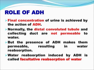 ROLE OF ADH
Final concentration of urine is achieved by
the action of ADH.
Normally, the distal convoluted tubule and
collecting duct are not permeable to
water.
But the presence of ADH makes them
permeable, resulting in water
reabsorption.
Water reabsorption induced by ADH is
called facultative reabsorption of water
 