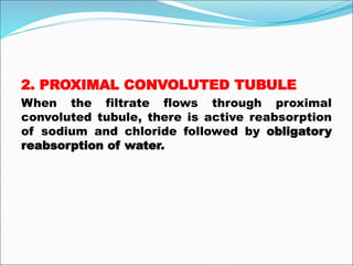 2. PROXIMAL CONVOLUTED TUBULE
When the filtrate flows through proximal
convoluted tubule, there is active reabsorption
of sodium and chloride followed by obligatory
reabsorption of water.
 