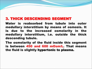 3. THICK DESCENDING SEGMENT
Water is reabsorbed from tubule into outer
medullary interstitium by means of osmosis. It
is due to the increased osmolarity in the
medullary interstitium, i.e. outside the thick
descending tubule.
The osmolarity of the fluid inside this segment
is between 450 and 600 mOsm/L. That means
the fluid is slightly hypertonic to plasma.
 