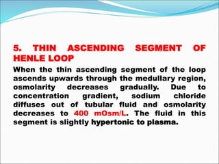 5. THIN ASCENDING SEGMENT OF
HENLE LOOP
When the thin ascending segment of the loop
ascends upwards through the medullary region,
osmolarity decreases gradually. Due to
concentration gradient, sodium chloride
diffuses out of tubular fluid and osmolarity
decreases to 400 mOsm/L. The fluid in this
segment is slightly hypertonic to plasma.
 
