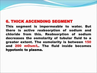 6. THICK ASCENDING SEGMENT
This segment is impermeable to water. But
there is active reabsorption of sodium and
chloride from this. Reabsorption of sodium
decreases the osmolarity of tubular fluid to a
greater extent. The osmolarity is between 150
and 200 mOsm/L. The fluid inside becomes
hypotonic to plasma.
 
