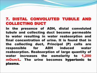 7. DISTAL CONVOLUTED TUBULE AND
COLLECTING DUCT
In the presence of ADH, distal convoluted
tubule and collecting duct become permeable
to water resulting in water reabsorption and
final concentration of urine. It is found that in
the collecting duct, Principal (P) cells are
responsible for ADH induced water
reabsorption. Reabsorption of large quantity of
water increases the osmolarity to 1,200
mOsm/L. The urine becomes hypertonic to
plasma.
 