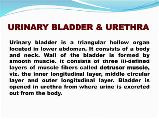 URINARY BLADDER & URETHRA
Urinary bladder is a triangular hollow organ
located in lower abdomen. It consists of a body
and neck. Wall of the bladder is formed by
smooth muscle. It consists of three ill-defined
layers of muscle fibers called detrusor muscle,
viz. the inner longitudinal layer, middle circular
layer and outer longitudinal layer. Bladder is
opened in urethra from where urine is excreted
out from the body.
 
