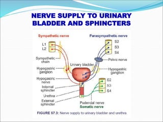 NERVE SUPPLY TO URINARY
BLADDER AND SPHINCTERS
 