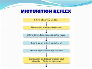 MICTURITION REFLEX
 
