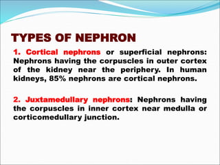 TYPES OF NEPHRON
1. Cortical nephrons or superficial nephrons:
Nephrons having the corpuscles in outer cortex
of the kidney near the periphery. In human
kidneys, 85% nephrons are cortical nephrons.
2. Juxtamedullary nephrons: Nephrons having
the corpuscles in inner cortex near medulla or
corticomedullary junction.
 