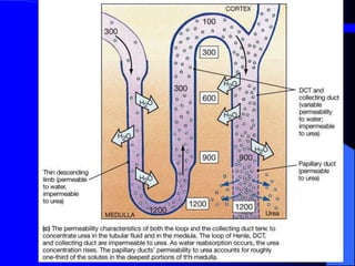 Renal Physiology.ppt