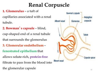 Renal Corpuscle
10
 