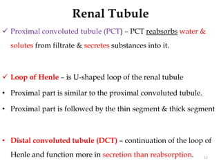 Renal Tubule
 Proximal convoluted tubule (PCT) – PCT reabsorbs water &
solutes from filtrate & secretes substances into it.
 Loop of Henle – is U-shaped loop of the renal tubule
• Proximal part is similar to the proximal convoluted tubule.
• Proximal part is followed by the thin segment & thick segment
• Distal convoluted tubule (DCT) – continuation of the loop of
Henle and function more in secretion than reabsorption. 11
 