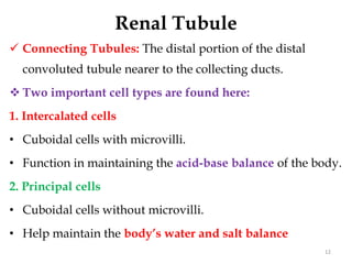 Renal Tubule
 Connecting Tubules: The distal portion of the distal
convoluted tubule nearer to the collecting ducts.
 Two important cell types are found here:
1. Intercalated cells
• Cuboidal cells with microvilli.
• Function in maintaining the acid-base balance of the body.
2. Principal cells
• Cuboidal cells without microvilli.
• Help maintain the body’s water and salt balance
12
 