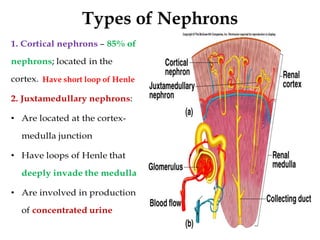 Types of Nephrons
13
 