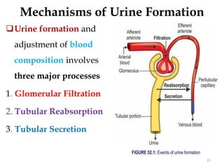 15
Mechanisms of Urine Formation
Urine formation and
adjustment of blood
composition involves
three major processes
1. Glomerular Filtration
2. Tubular Reabsorption
3. Tubular Secretion
 