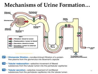 Mechanisms of Urine Formation…
16
 