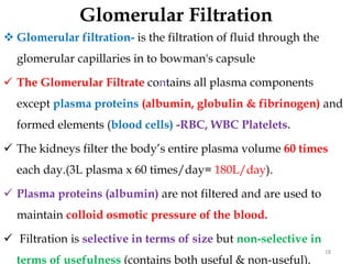 Glomerular Filtration
18
 Glomerular filtration- is the filtration of fluid through the
glomerular capillaries in to bowman's capsule
 The Glomerular Filtrate contains all plasma components
except plasma proteins (albumin, globulin & fibrinogen) and
formed elements (blood cells) -RBC, WBC Platelets.
 The kidneys filter the body’s entire plasma volume 60 times
each day.(3L plasma x 60 times/day= 180L/day).
 Plasma proteins (albumin) are not filtered and are used to
maintain colloid osmotic pressure of the blood.
 Filtration is selective in terms of size but non-selective in
terms of usefulness (contains both useful & non-useful).
 