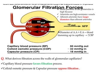 19
Q. What derives filtration across the walls of glomerular capillaries?
Capillary blood pressure favors filtration process.
Colloid osmotic pressure & Capsular pressure oppose filtration .
Diameter of A.A > E.A→ blood
damming up in capillary → ↑CBP
 