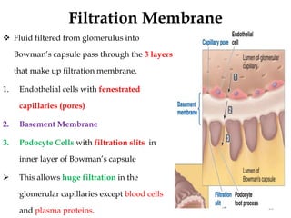 Filtration Membrane
20
 Fluid filtered from glomerulus into
Bowman’s capsule pass through the 3 layers
that make up filtration membrane.
1. Endothelial cells with fenestrated
capillaries (pores)
2. Basement Membrane
3. Podocyte Cells with filtration slits in
inner layer of Bowman’s capsule
 This allows huge filtration in the
glomerular capillaries except blood cells
and plasma proteins.
 
