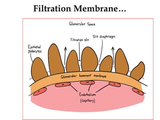 Filtration Membrane…
21
 
