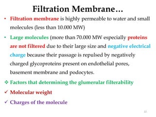Filtration Membrane…
• Filtration membrane is highly permeable to water and small
molecules (less than 10.000 MW)
• Large molecules (more than 70.000 MW especially proteins
are not filtered due to their large size and negative electrical
charge because their passage is repulsed by negatively
charged glycoproteins present on endothelial pores,
basement membrane and podocytes.
 Factors that determining the glumerular filterability
 Molecular weight
 Charges of the molecule
22
 