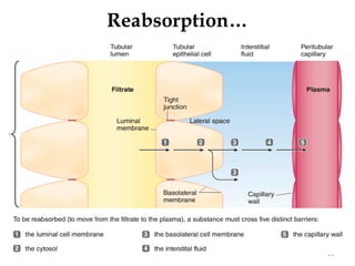 Reabsorption…
25
 