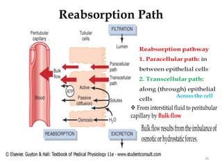 Reabsorption Path
26
 