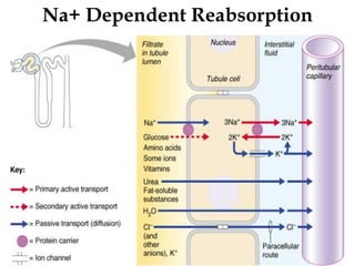 Na+ Dependent Reabsorption
27
 