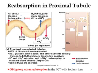 Reabsorption in Proximal Tubule
28
Obligatory water reabsorption in the PCT with Sodium ions
(100%)
 