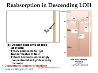 Reabsorption in Descending LOH
29
 
