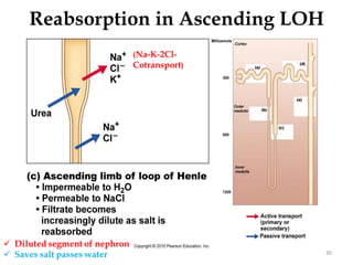 30
Reabsorption in Ascending LOH
(Na-K-2Cl-
Cotransport)
 