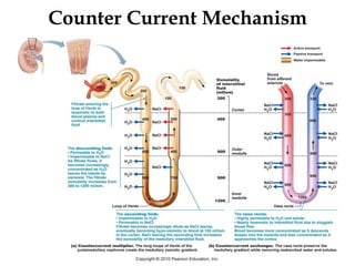 Counter Current Mechanism
31
 