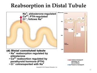 32
Reabsorption in Distal Tubule
 