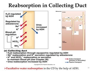 34
Reabsorption in Collecting Duct
Facultative water reabsorption in the CD by the help of ADH.
 