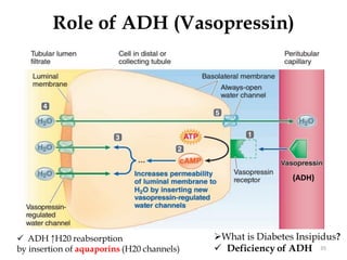 Role of ADH (Vasopressin)
35
(ADH)
 