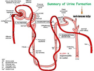 37
Summary of Urine Formation
A.LOH- is
impermeable
to water.
 