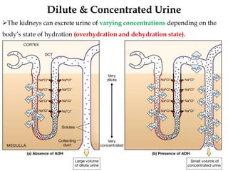 38
Dilute & Concentrated Urine
The kidneys can excrete urine of varying concentrations depending on the
body’s state of hydration (overhydration and dehydration state).
 