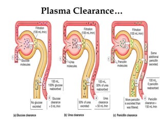 Plasma Clearance…
41
 