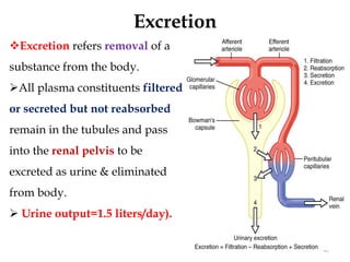 Excretion
42
Excretion refers removal of a
substance from the body.
All plasma constituents filtered
or secreted but not reabsorbed
remain in the tubules and pass
into the renal pelvis to be
excreted as urine & eliminated
from body.
 Urine output=1.5 liters/day).
 