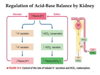 Regulation of Acid-Base Balance by Kidney
43
 