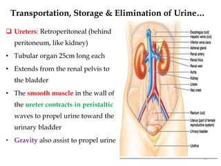  Ureters: Retroperitoneal (behind
peritoneum, like kidney)
• Tubular organ 25cm long each
• Extends from the renal pelvis to
the bladder
• The smooth muscle in the wall of
the ureter contracts in peristaltic
waves to propel urine toward the
urinary bladder
• Gravity also assist to propel urine
45
Transportation, Storage & Elimination of Urine…
 