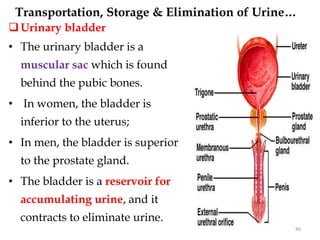 Urinary bladder
• The urinary bladder is a
muscular sac which is found
behind the pubic bones.
• In women, the bladder is
inferior to the uterus;
• In men, the bladder is superior
to the prostate gland.
• The bladder is a reservoir for
accumulating urine, and it
contracts to eliminate urine.
46
Transportation, Storage & Elimination of Urine…
 