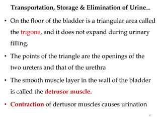 47
• On the floor of the bladder is a triangular area called
the trigone, and it does not expand during urinary
filling.
• The points of the triangle are the openings of the
two ureters and that of the urethra
• The smooth muscle layer in the wall of the bladder
is called the detrusor muscle.
• Contraction of dertusor muscles causes urination
Transportation, Storage & Elimination of Urine…
 