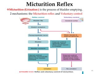 Micturition Reflex
49
Micturition (Urination ) is the process of bladder emptying.
2 mechanisms: the Micturition reflex and Voluntary control
 