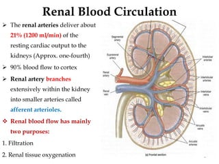 Renal Blood Circulation
 The renal arteries deliver about
21% (1200 ml/min) of the
resting cardiac output to the
kidneys (Approx. one-fourth)
 90% blood flow to cortex
 Renal artery branches
extensively within the kidney
into smaller arteries called
afferent arterioles.
 Renal blood flow has mainly
two purposes:
1. Filtration
2. Renal tissue oxygenation 6
 