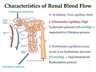 Characteristics of Renal Blood Flow
7
 In kidney, Two capillary beds
1. Glomerular capillary: High
hydrostatic pressure (60 mmHg)→
important for Filtration process
2. Peritubular capillaries (vasa
recta): Low hydrostatic pressure
(13 mmHg) → importantant for
Reabsorption process
Peritubular capillaries
 