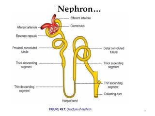 Nephron…
9
 