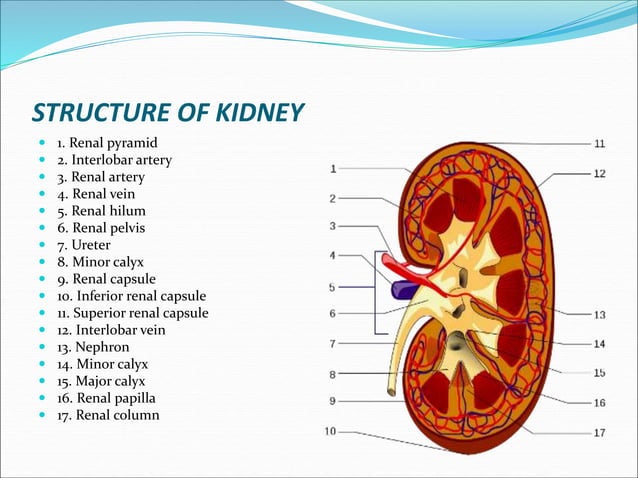 Renal Physiology and Function of Kidney. | PPT