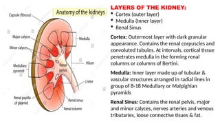 Comprehensive Overview of Renal Physiology and Kidney Function | PPTX