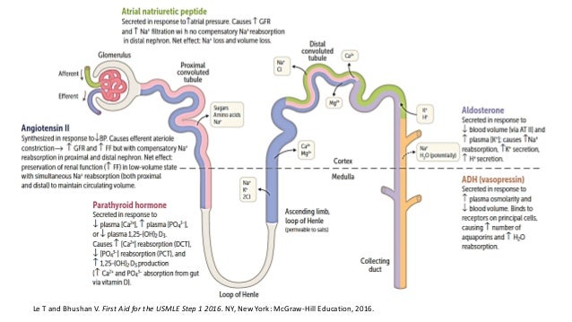 Renal Physiology and Regulation of Water and Inorganic Ions